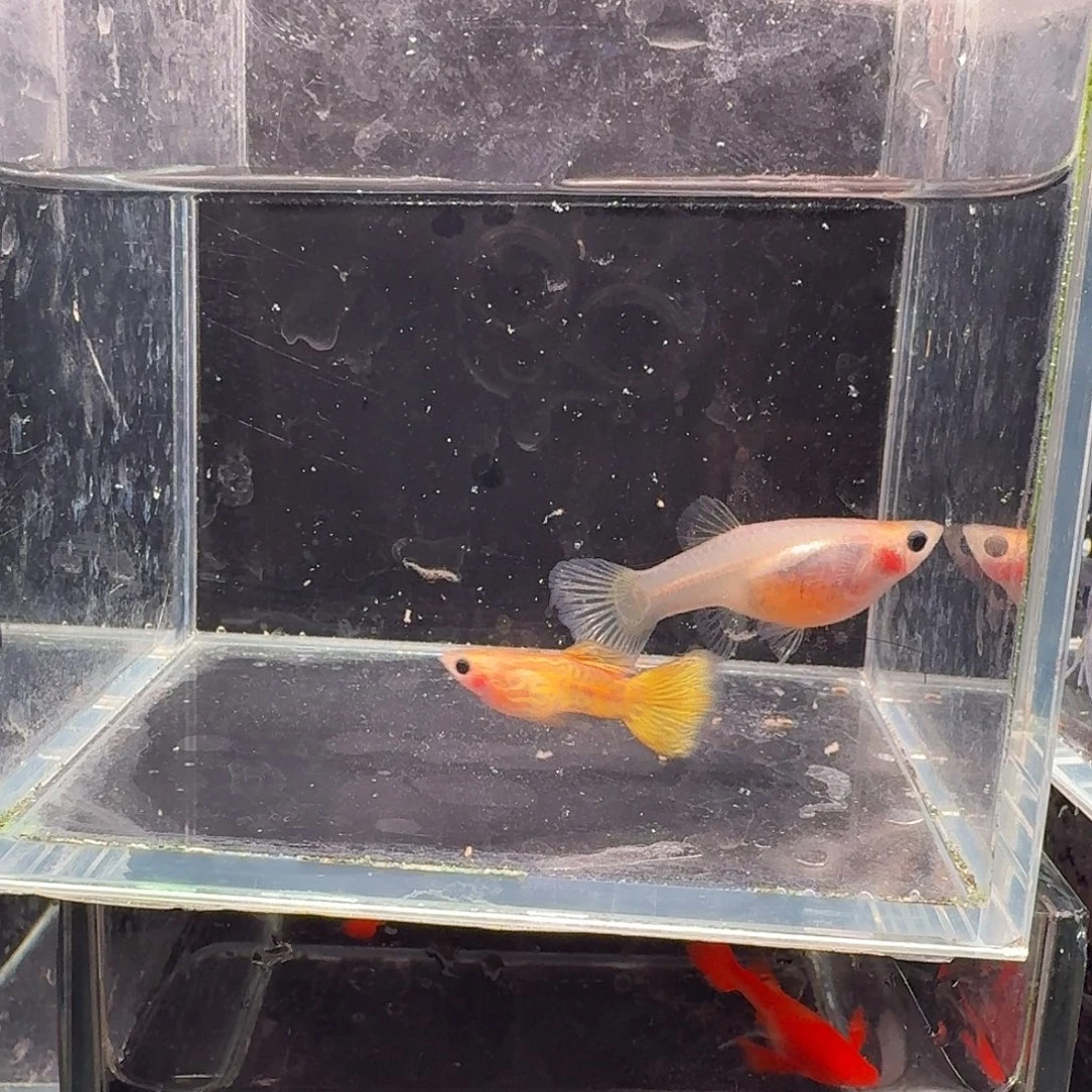 孔雀鱼黄金蕾丝玻璃猫1对