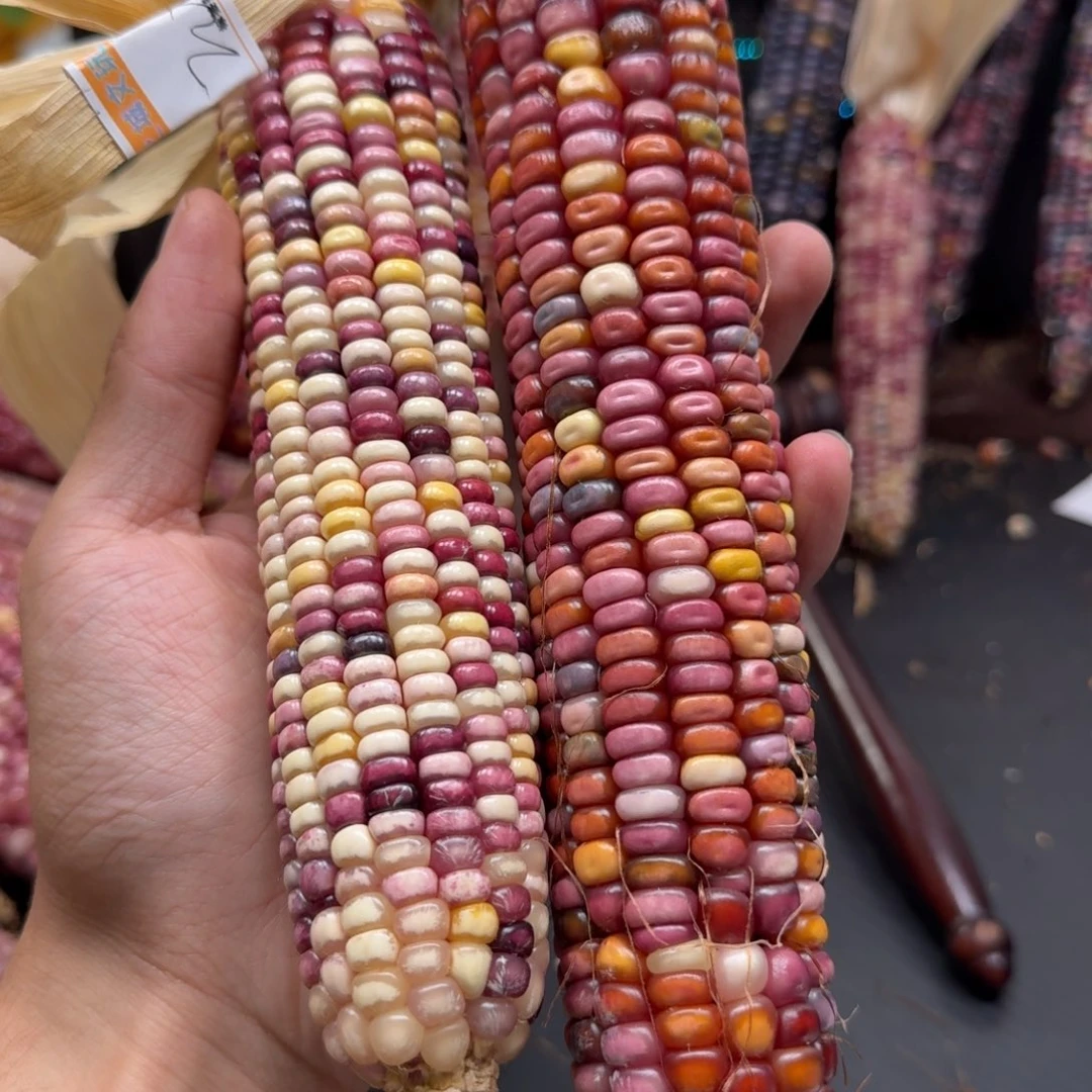 露***娜柏香籽/百香籽吊坠