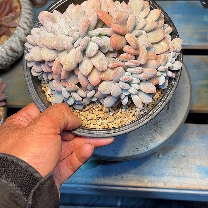 多肉植物一物一拍