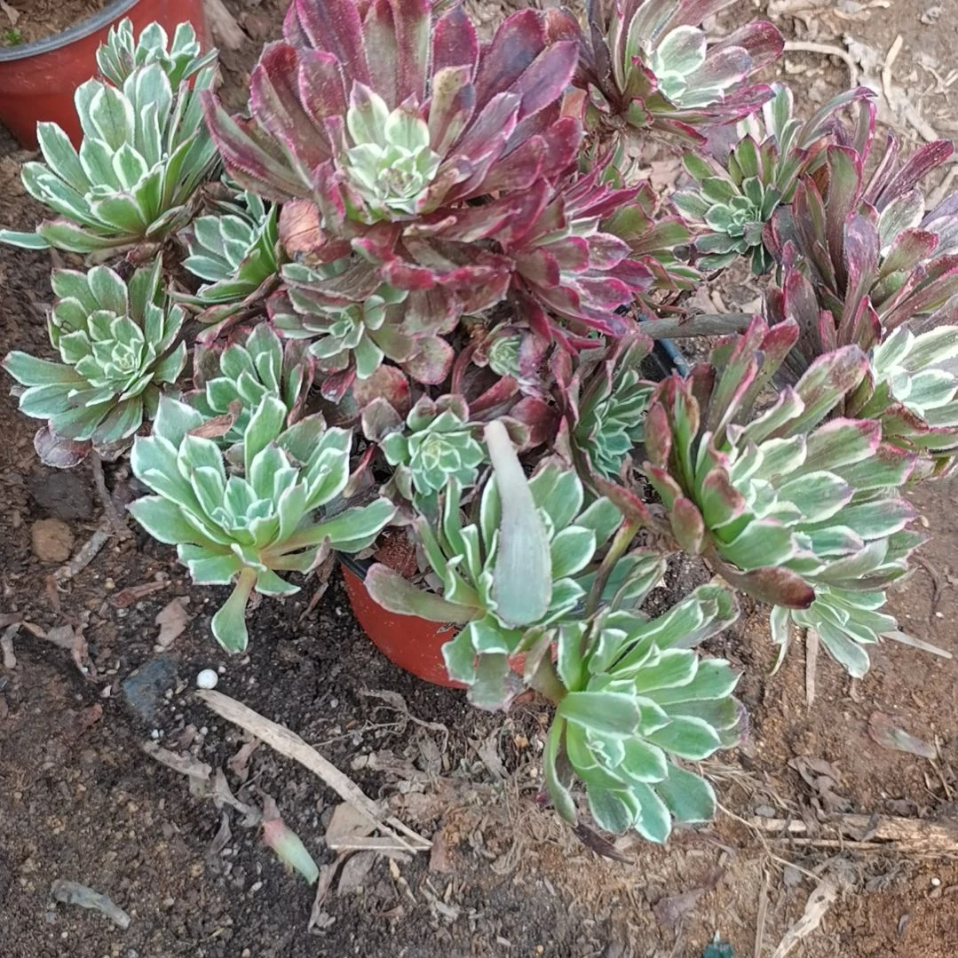 水墨画手捧多肉法师6