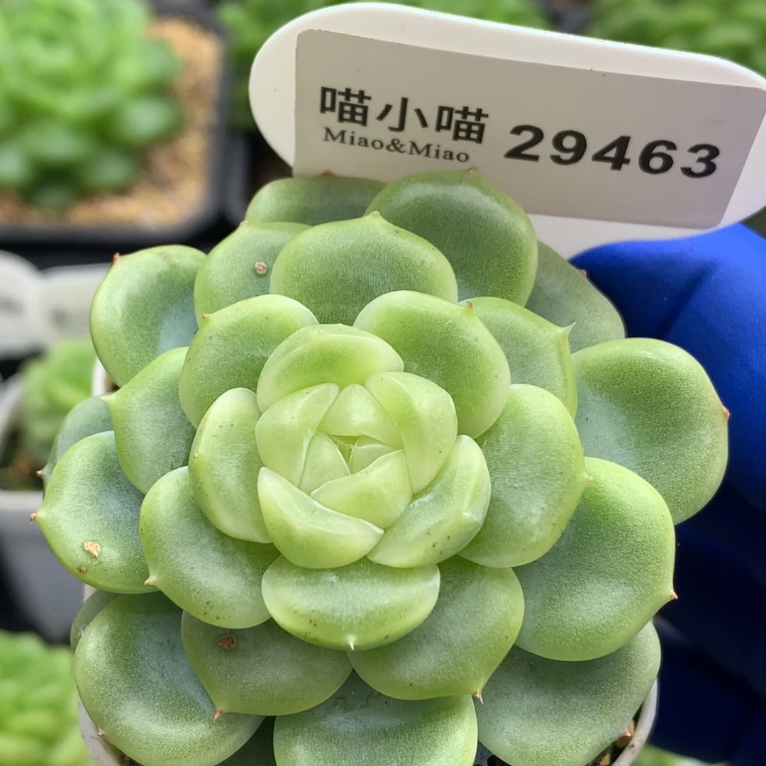 多肉植物杂交珍妮