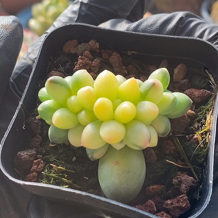 千代田锦缀多肉植物
