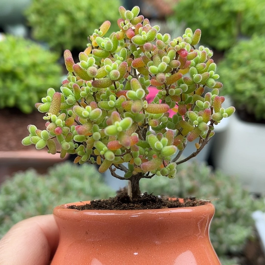 002蜜桔带盆优选枝干