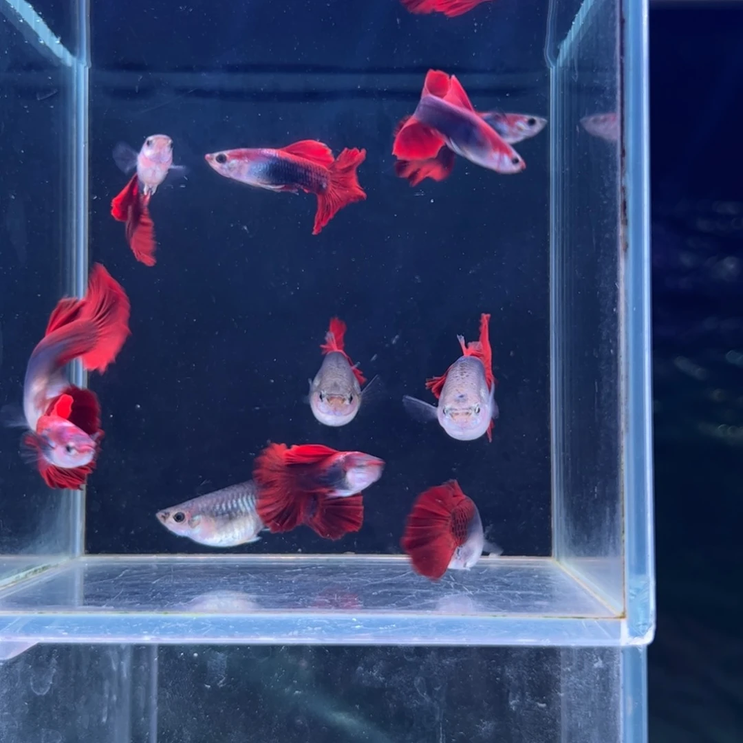 孔雀鱼菊花帆折扇两对 4 条