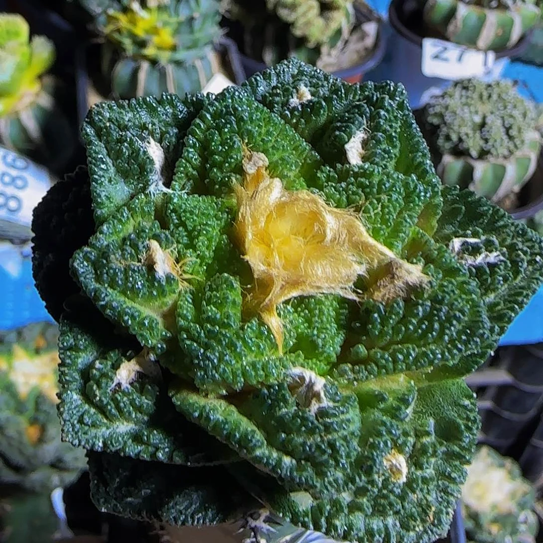 极***花辛顿918仙人球开花