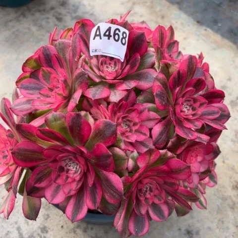 468荔枝20厘米左右