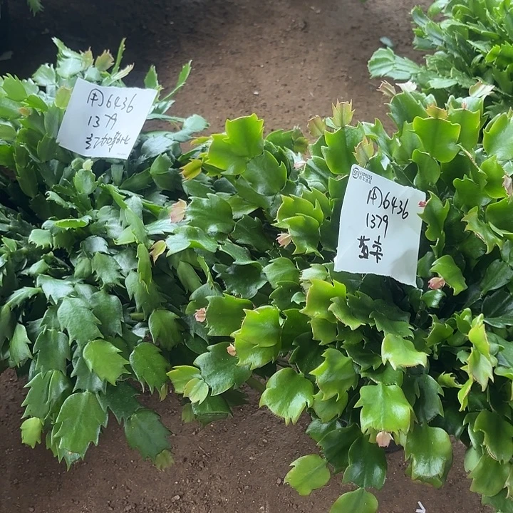 用***9当前无花栽培后可以开花