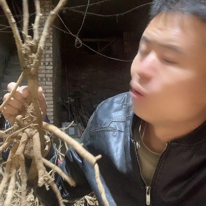 邛***安当前无花栽培后可以开花