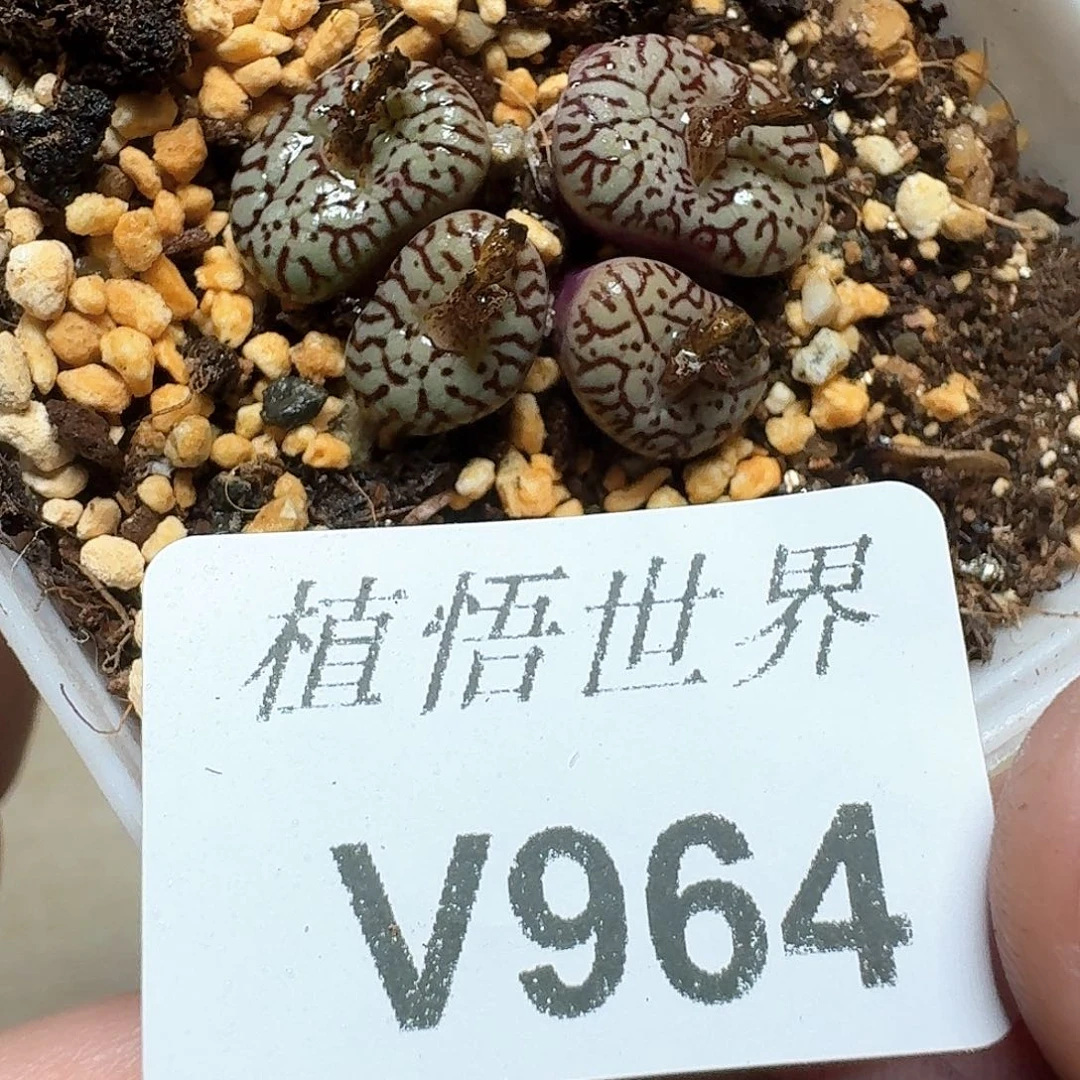 964盒多人多肉植物f f