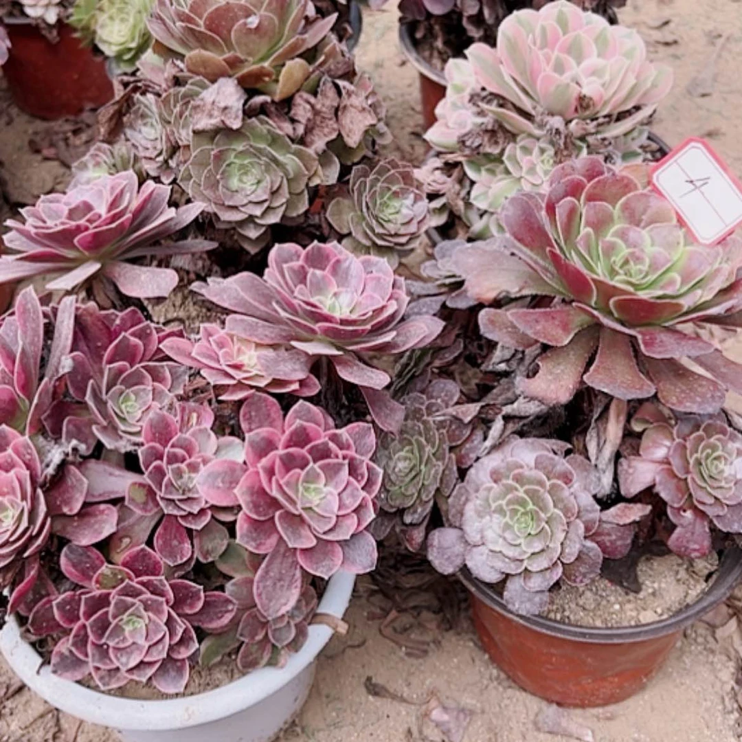 【闪购商品】无花朵浅**然4号套餐6颗