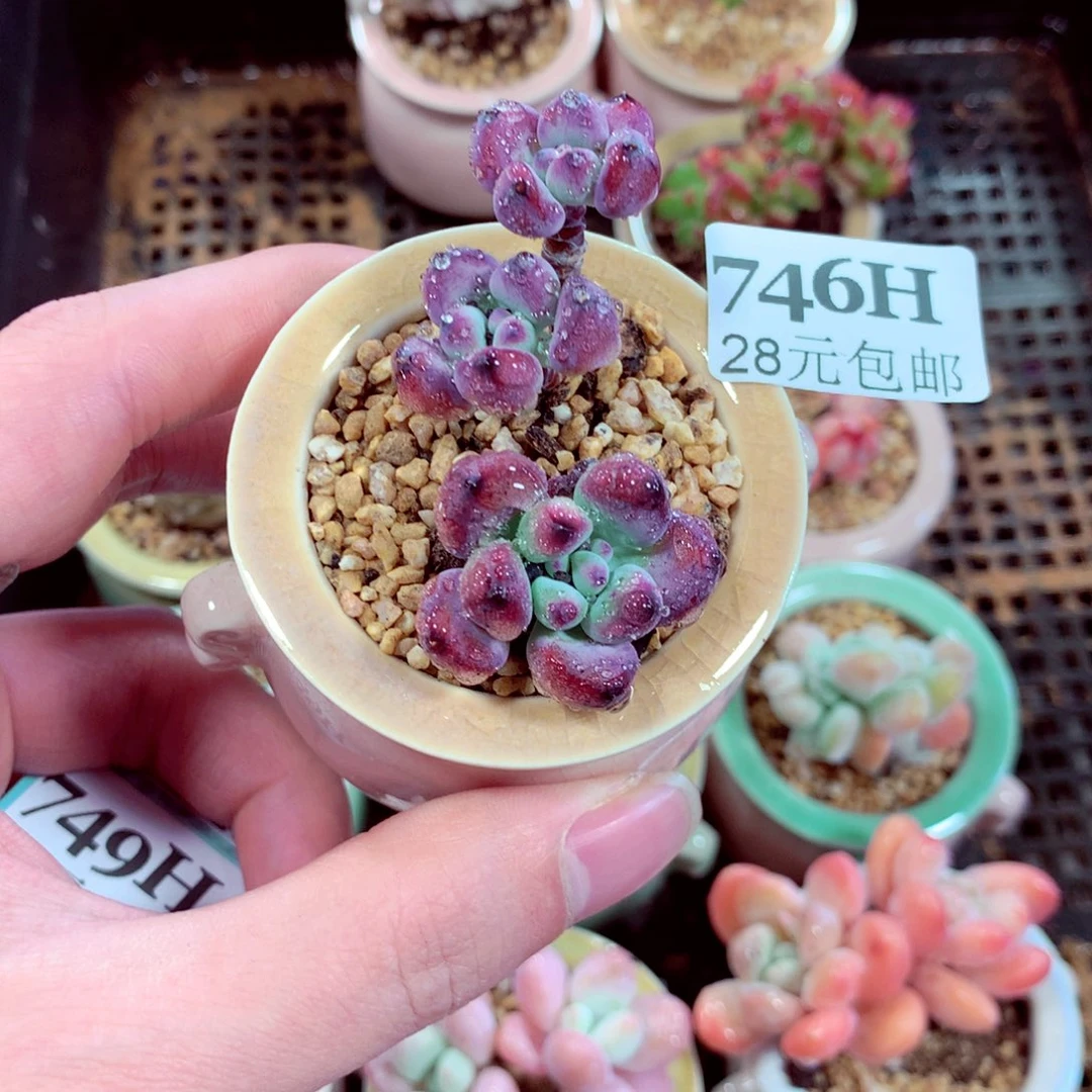 5厘米盆精控多肉746