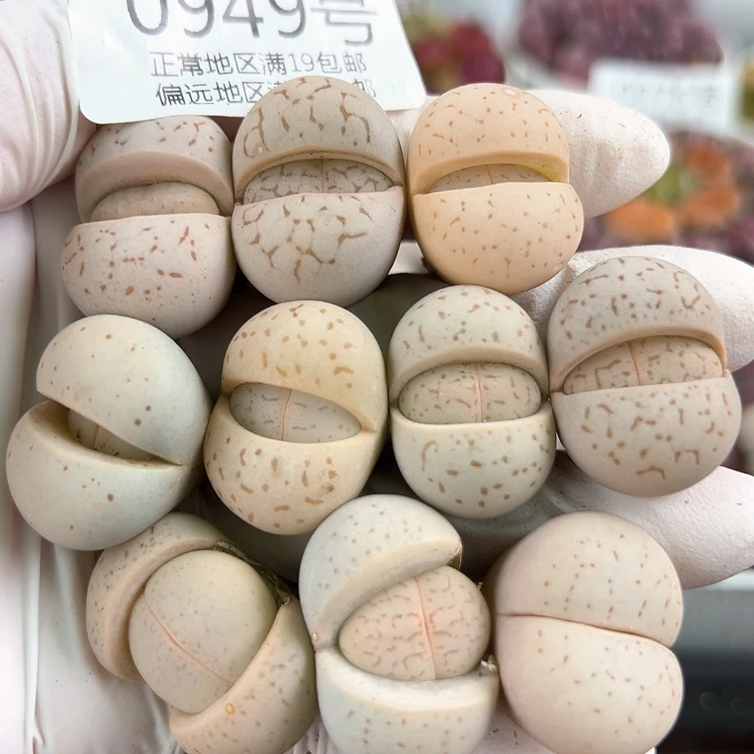 好养易活生石花大母本0949