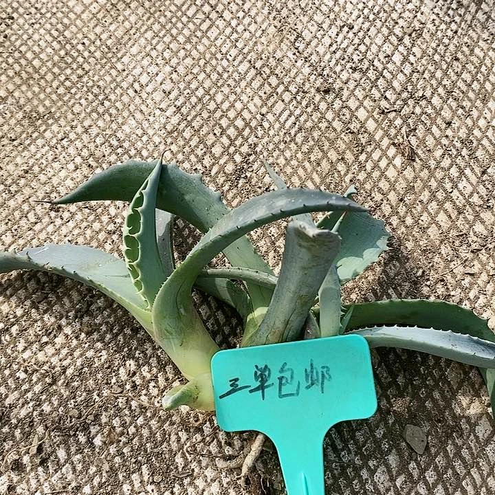 【闪购商品】无花朵龙舌兰特默客三颗