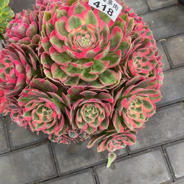 兔***艳的女郎418肉肉肉