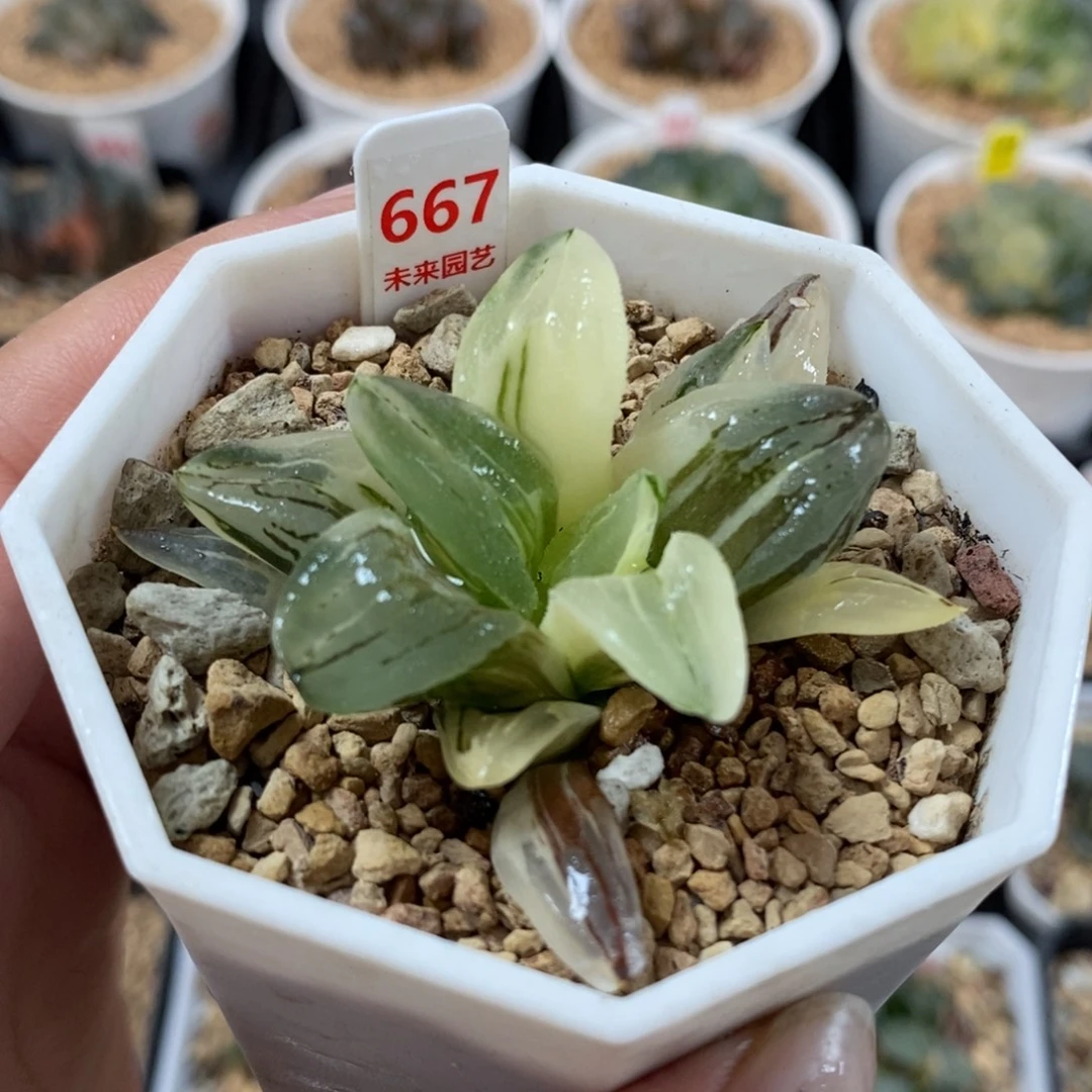 667冰城寿锦一物一图