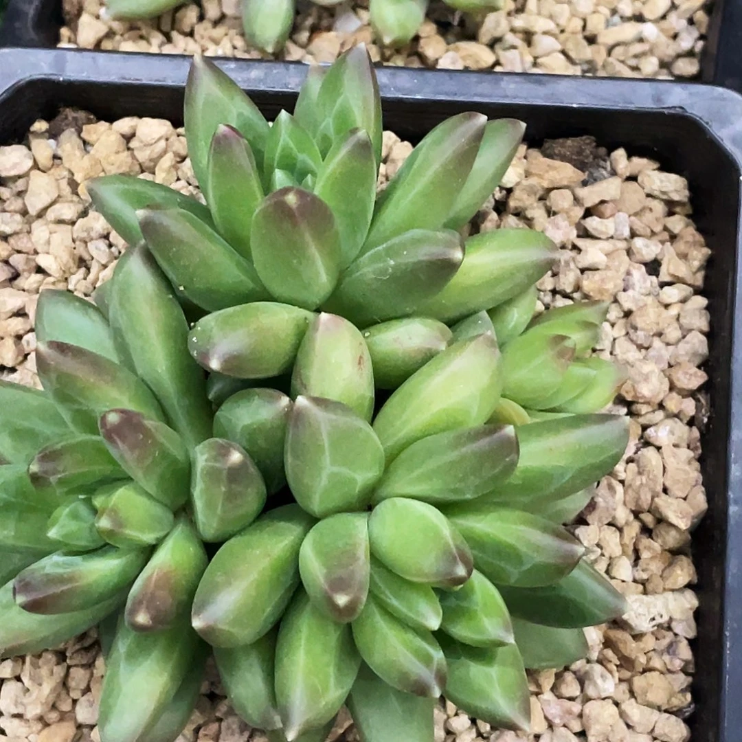 整桩无砍四头领航员一颗