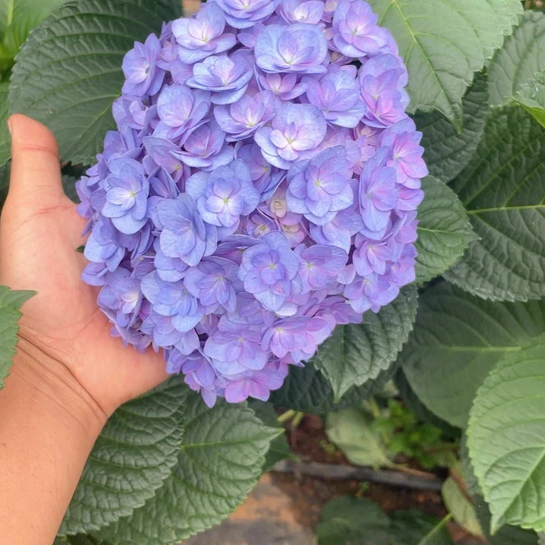 绣球切花一物一拍3枝包邮，202