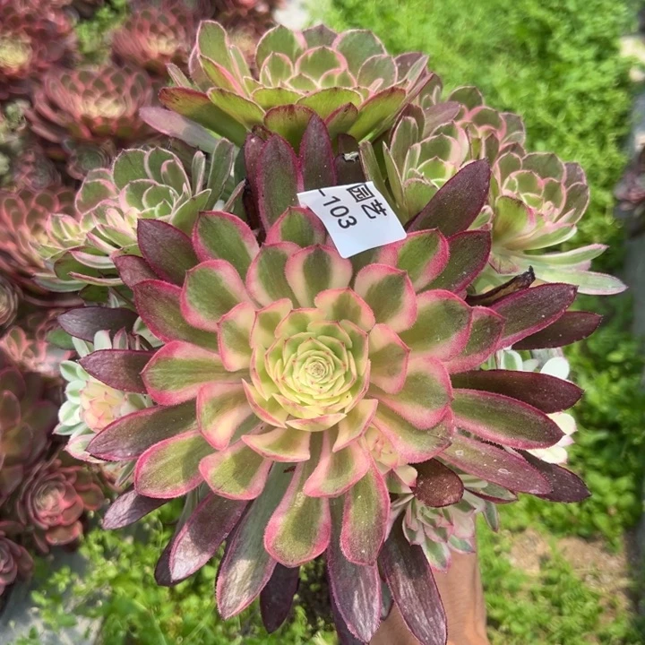 粉海王多肉植物103