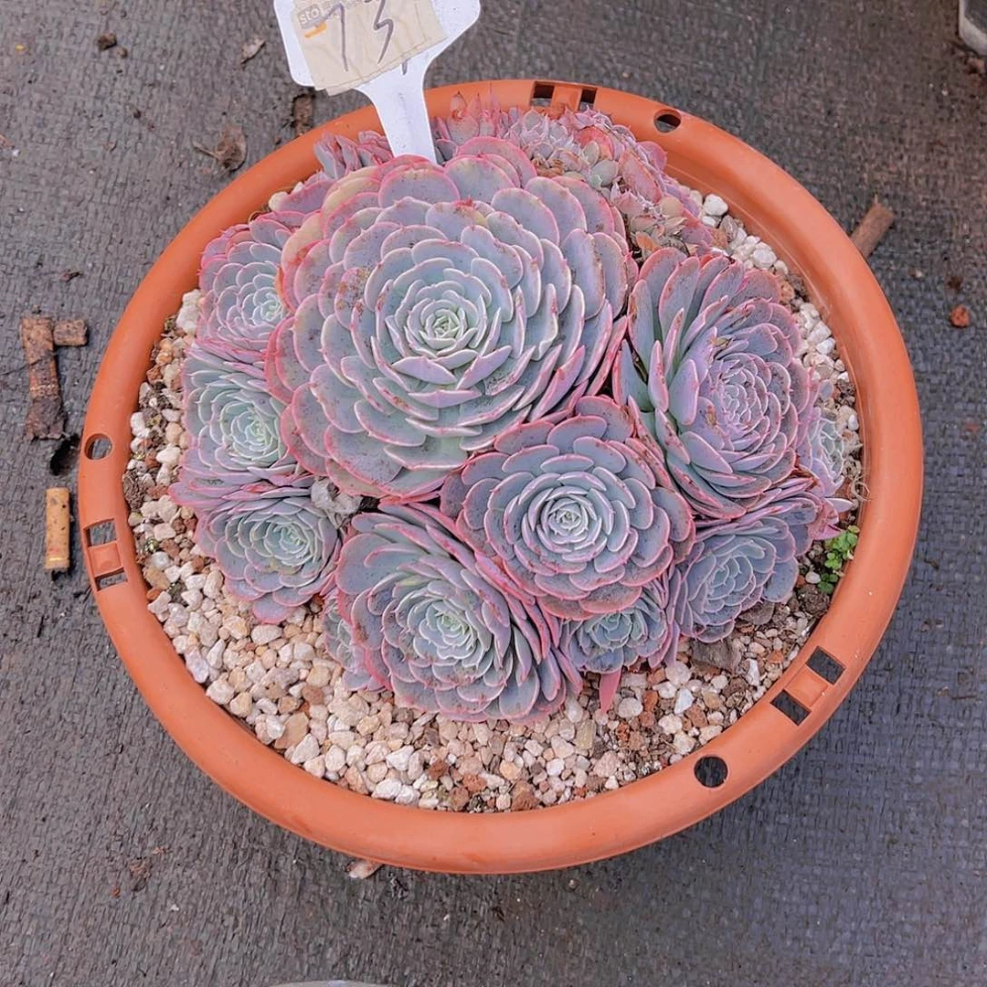 文***0000000000000000073