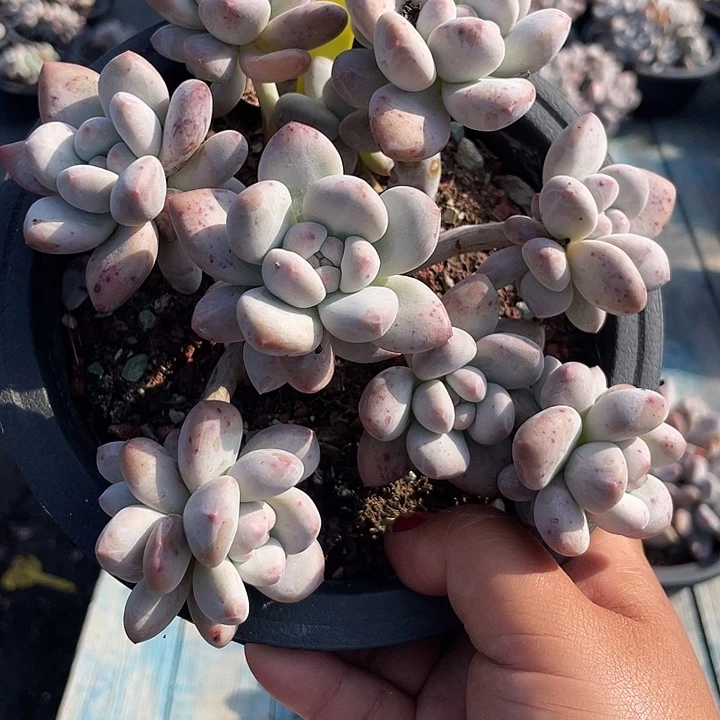 奶酪香水多肉植物136