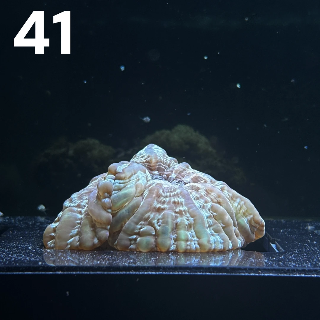 41号绿水晶【所见所得 一物一拍】海缸珊瑚
