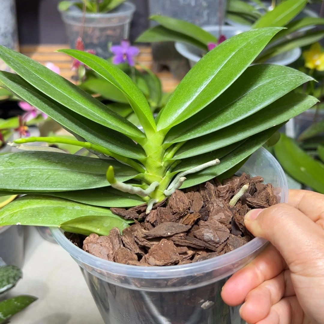 嘟***>当前无花栽培后可以开花