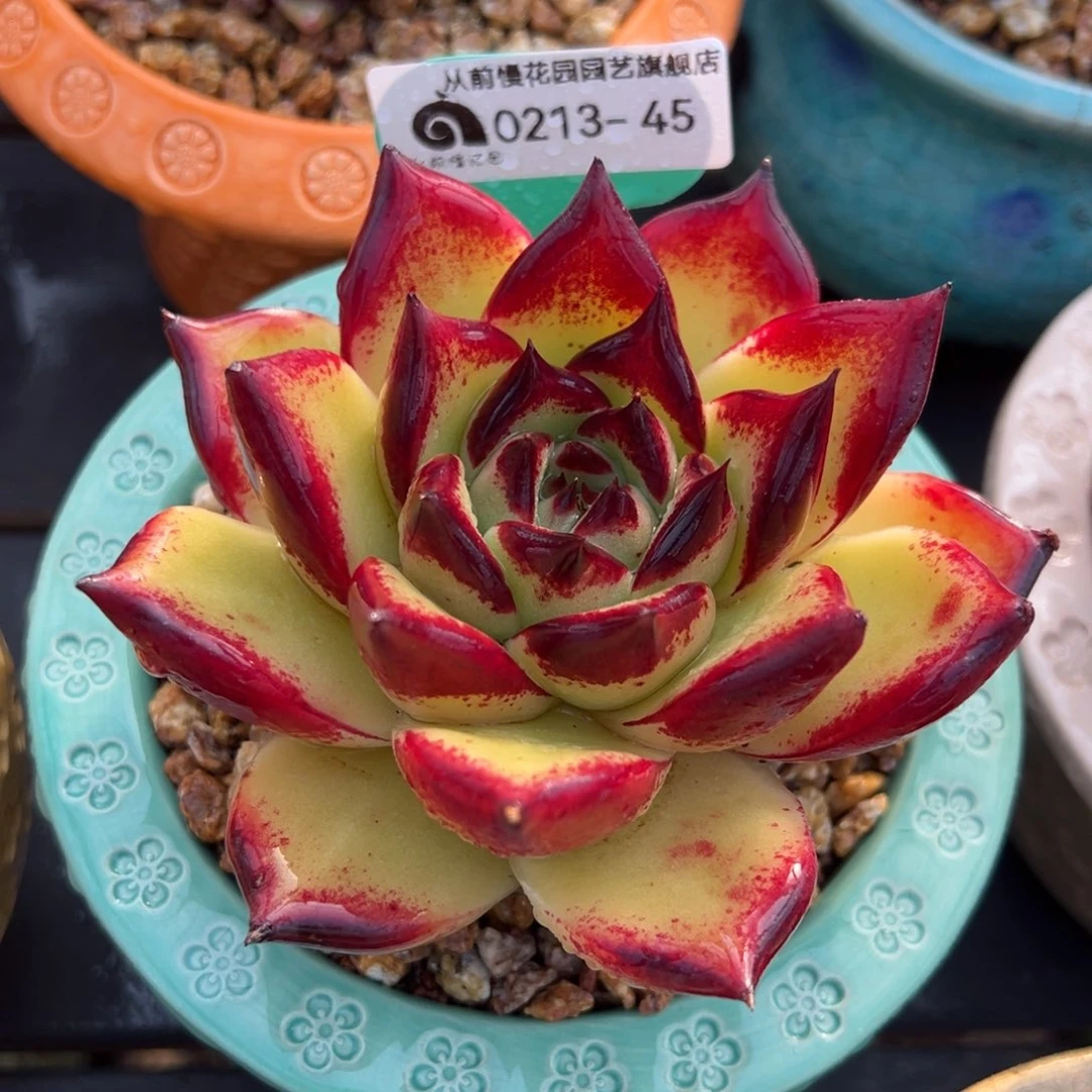 从前慢多肉精选编号0213.45