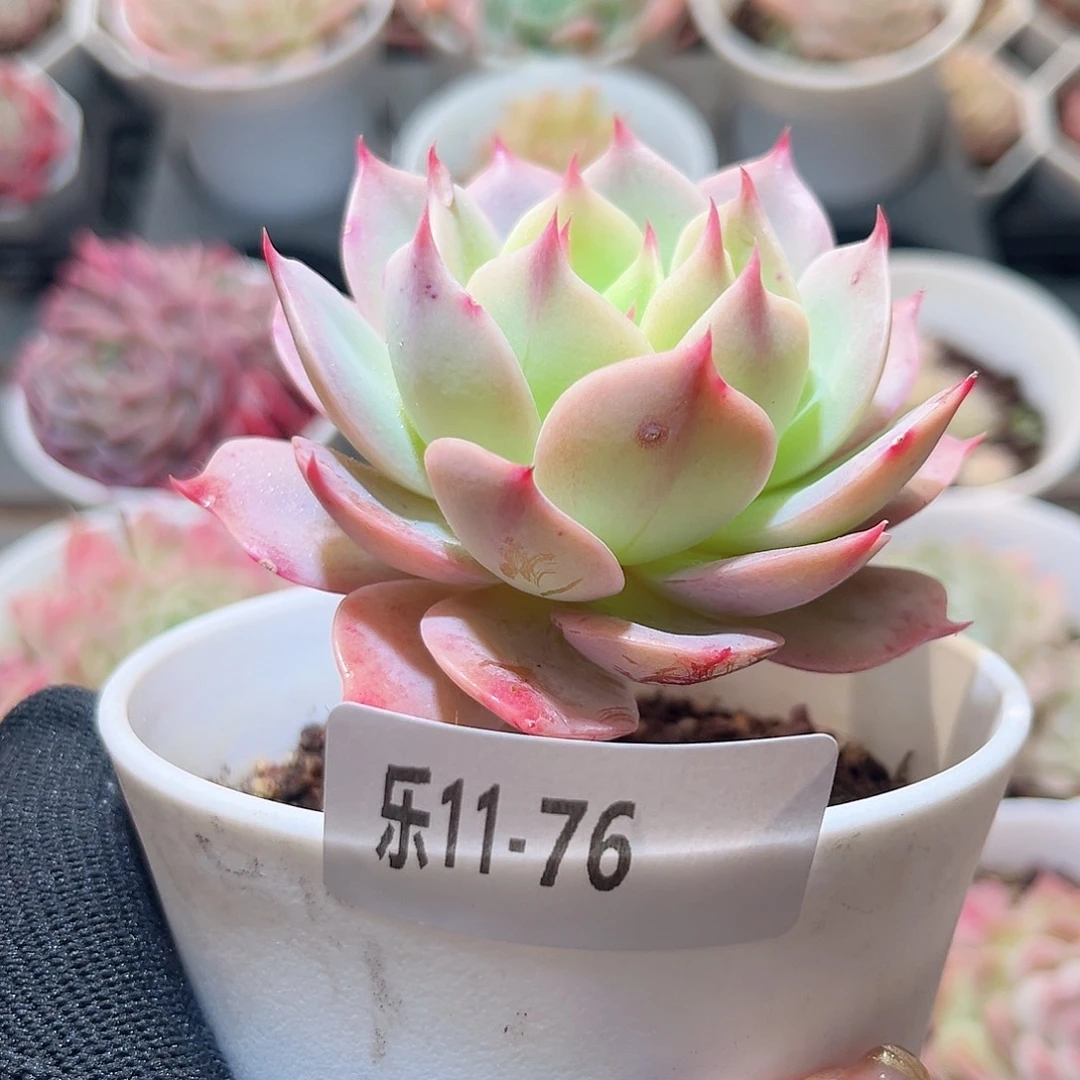 乐11-76 新品单头