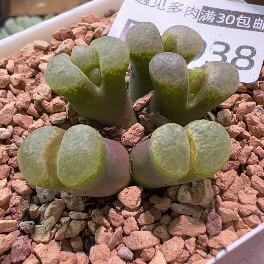 多肉植物1111111111111111111