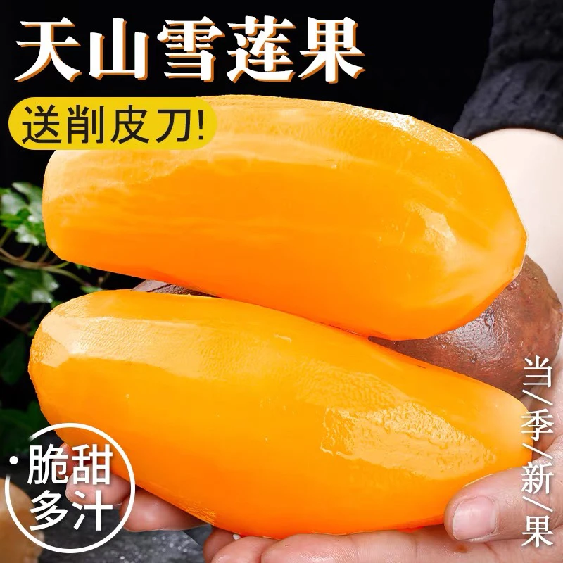 2025年新果精品特级云南天山黄心雪莲果新鲜水果脆甜多汁应季水果