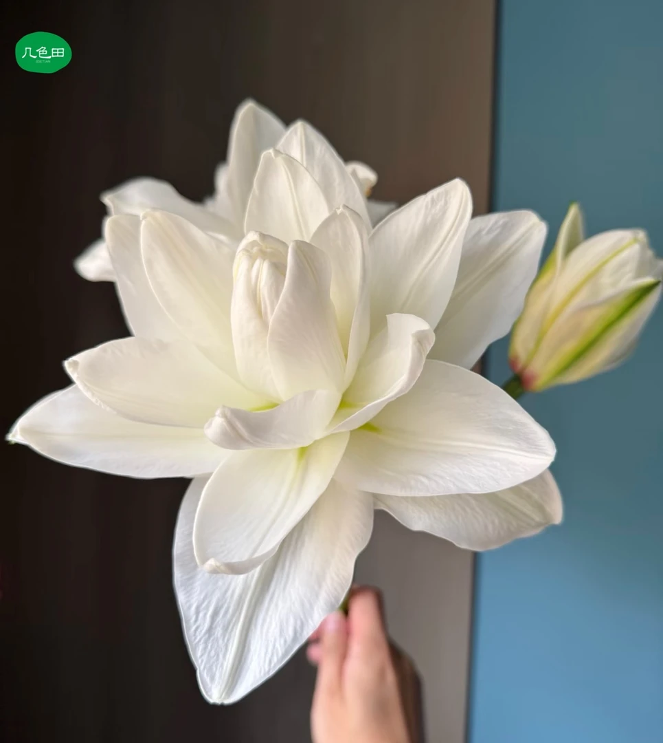 S级3头冰山----稀有重瓣百合云南直发鲜花云南花插花鲜花
