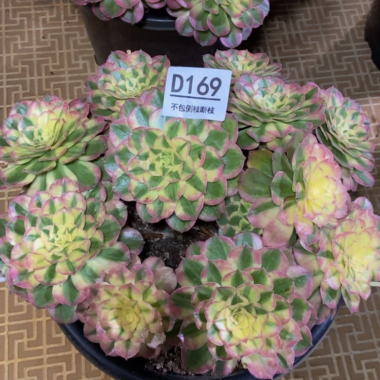 【闪购商品】169玉姿多肉出理