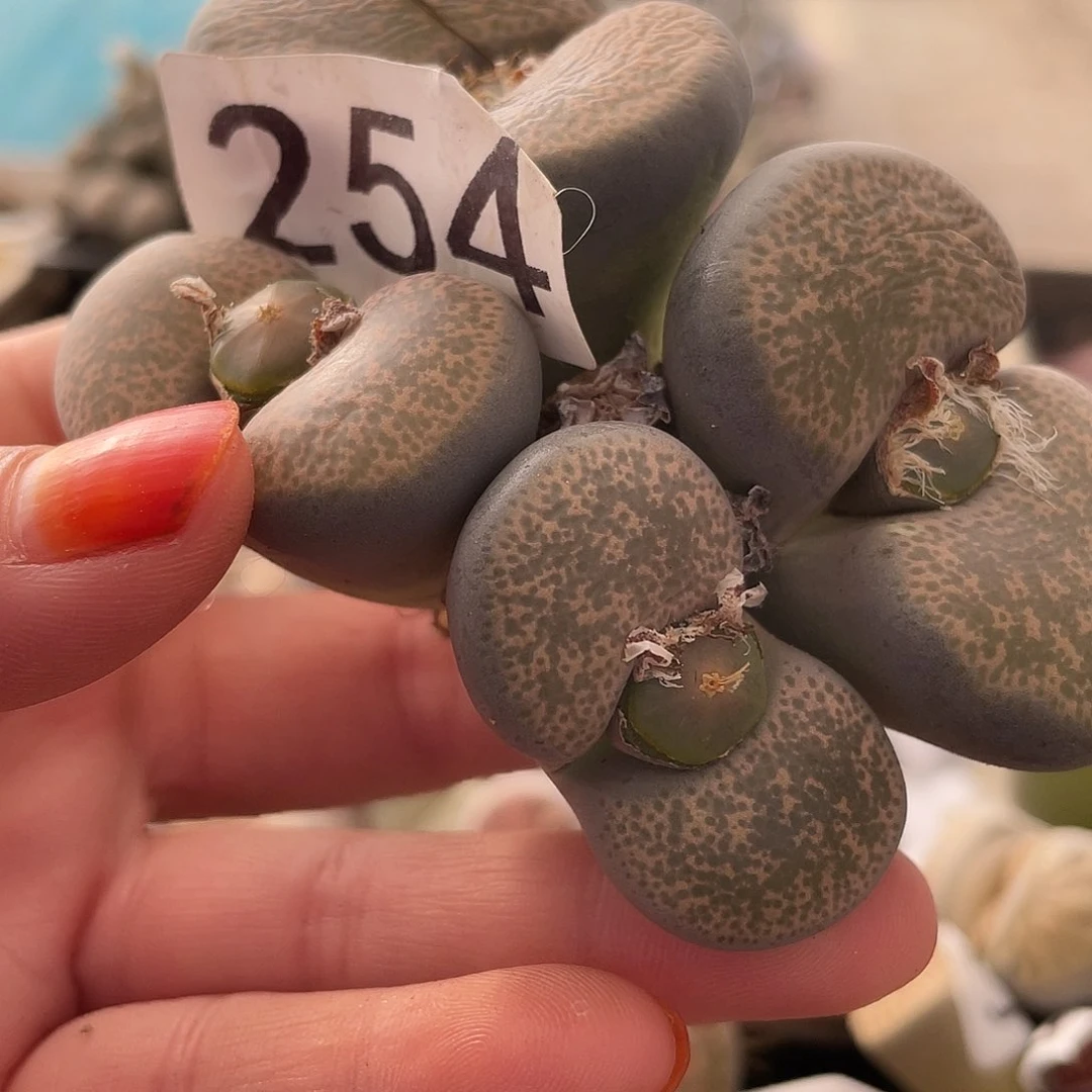 生石花一颗25400