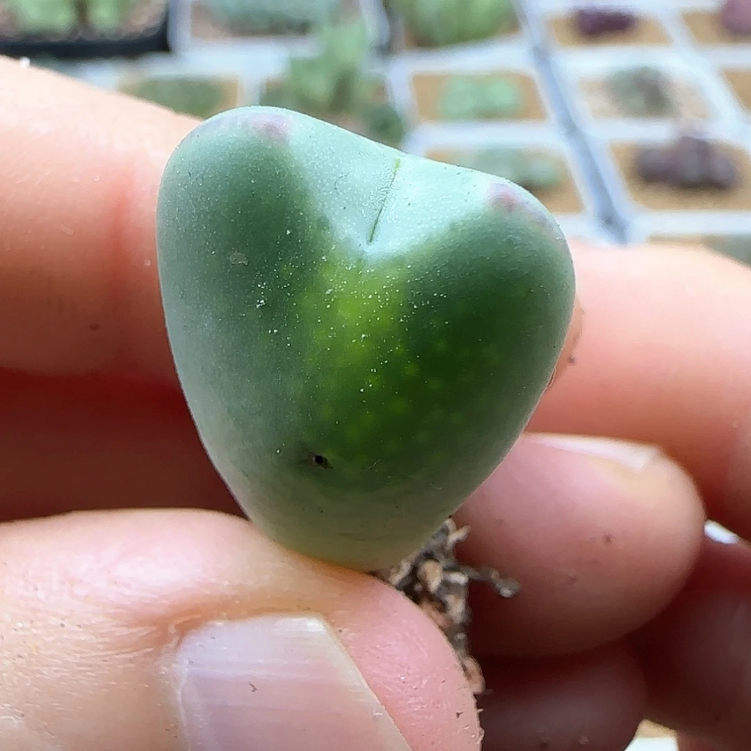 龙猫体少将。      48484