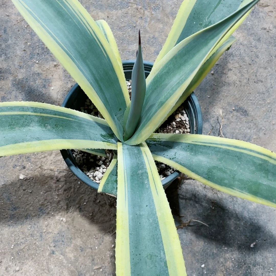 掉****?威比龙舌兰包邮包邮