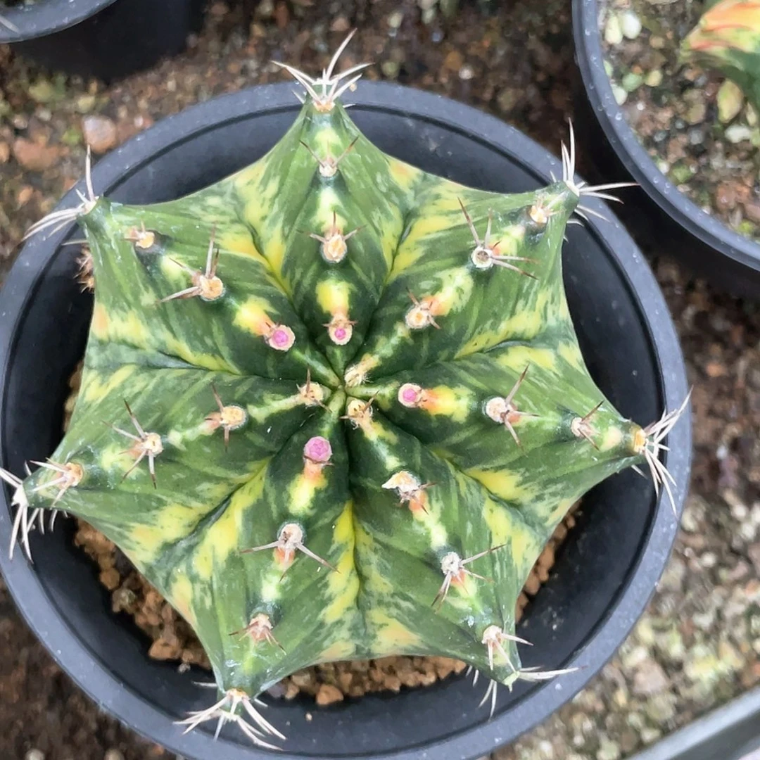 无花朵泰系实生，黄臀复棱米哈