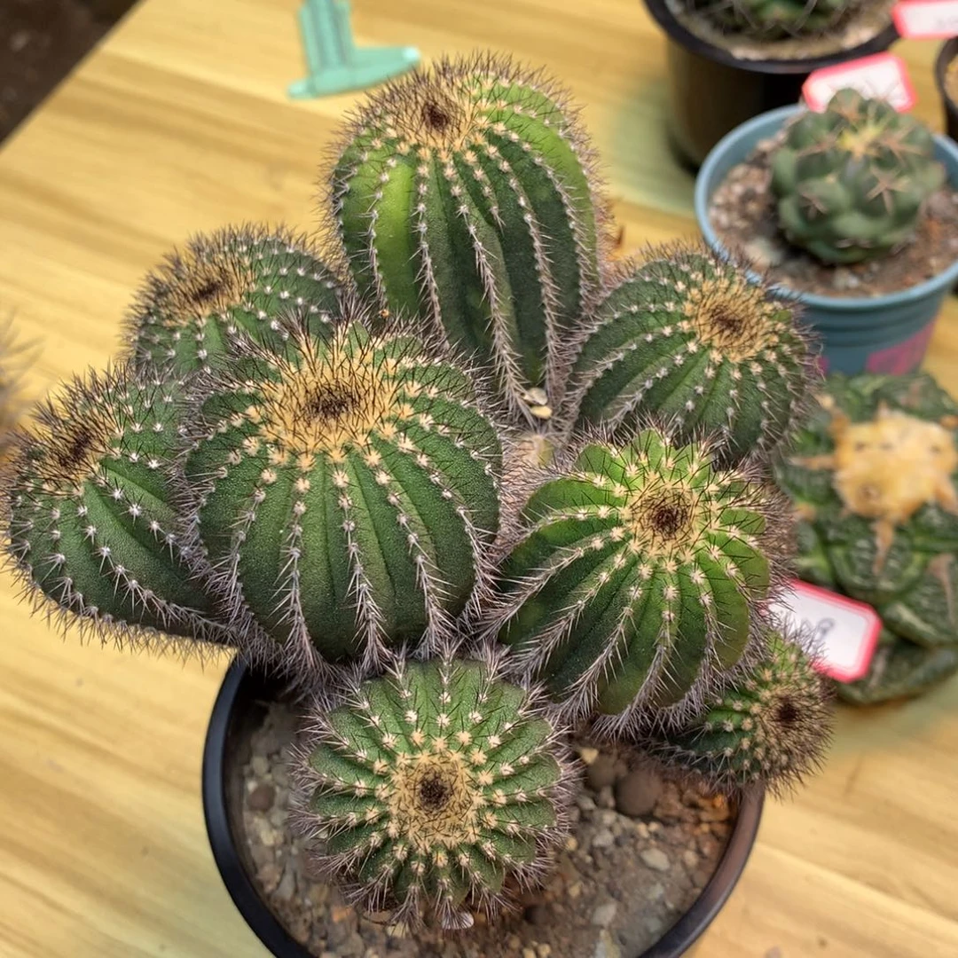 35号 苗接 优博球群生 整体15.5公分