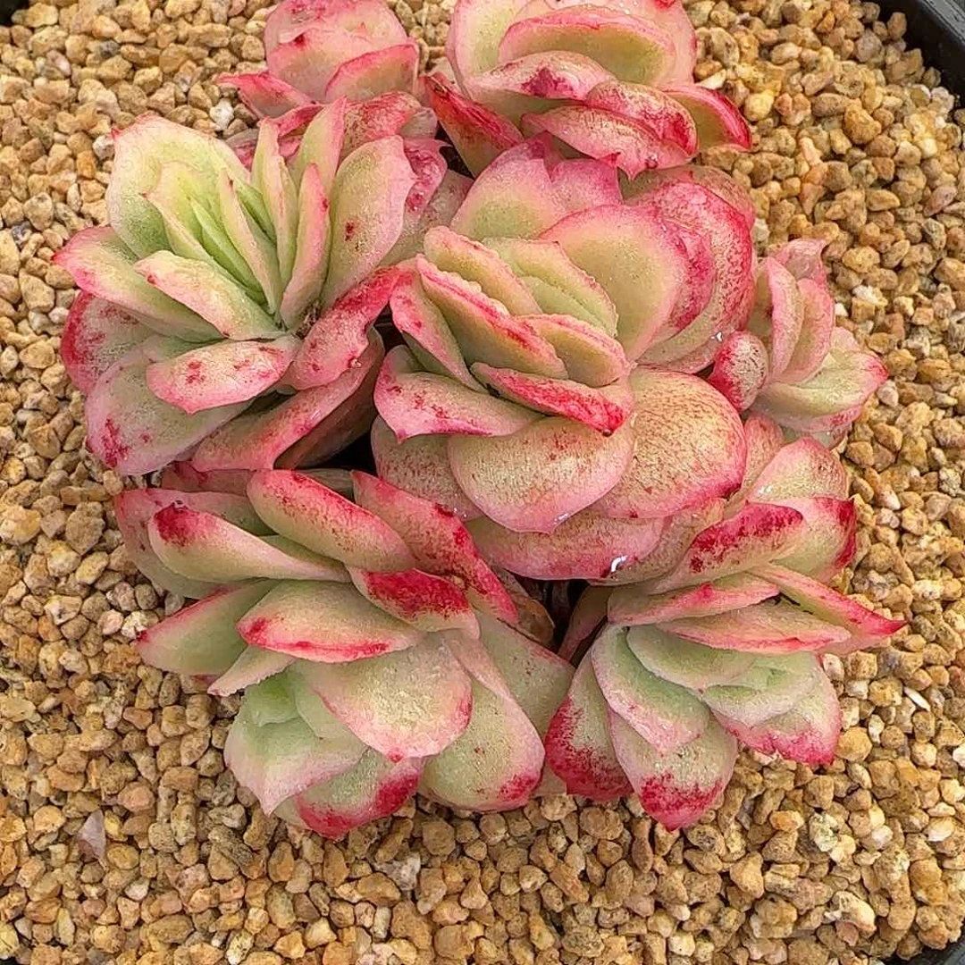 从前慢花园精选冰玫瑰锦