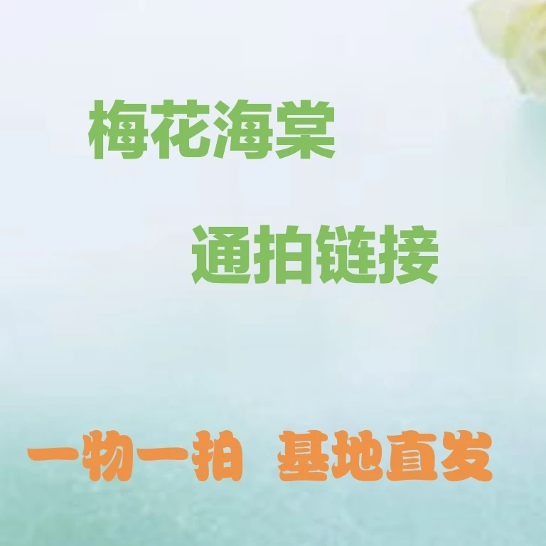梅花海棠花花卉(一物一拍)