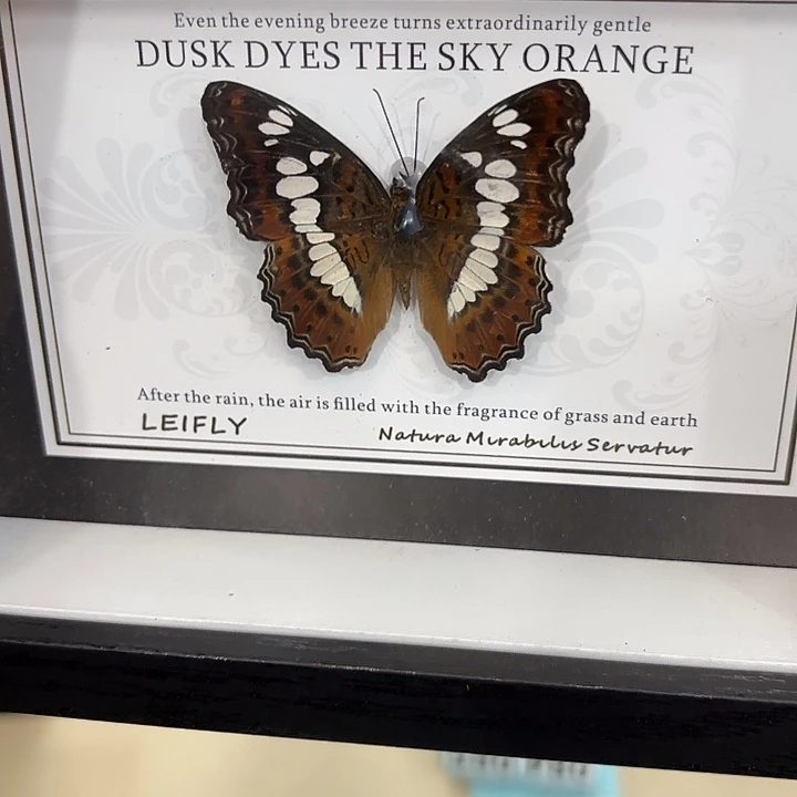 风***，蝴蝶标本定制045@