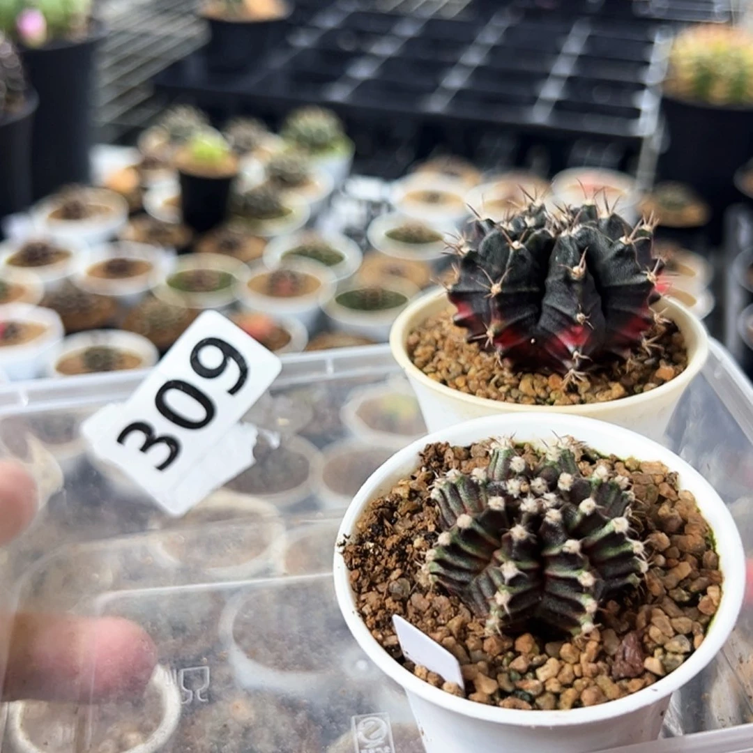 人***E当前无花栽培后可以开花309