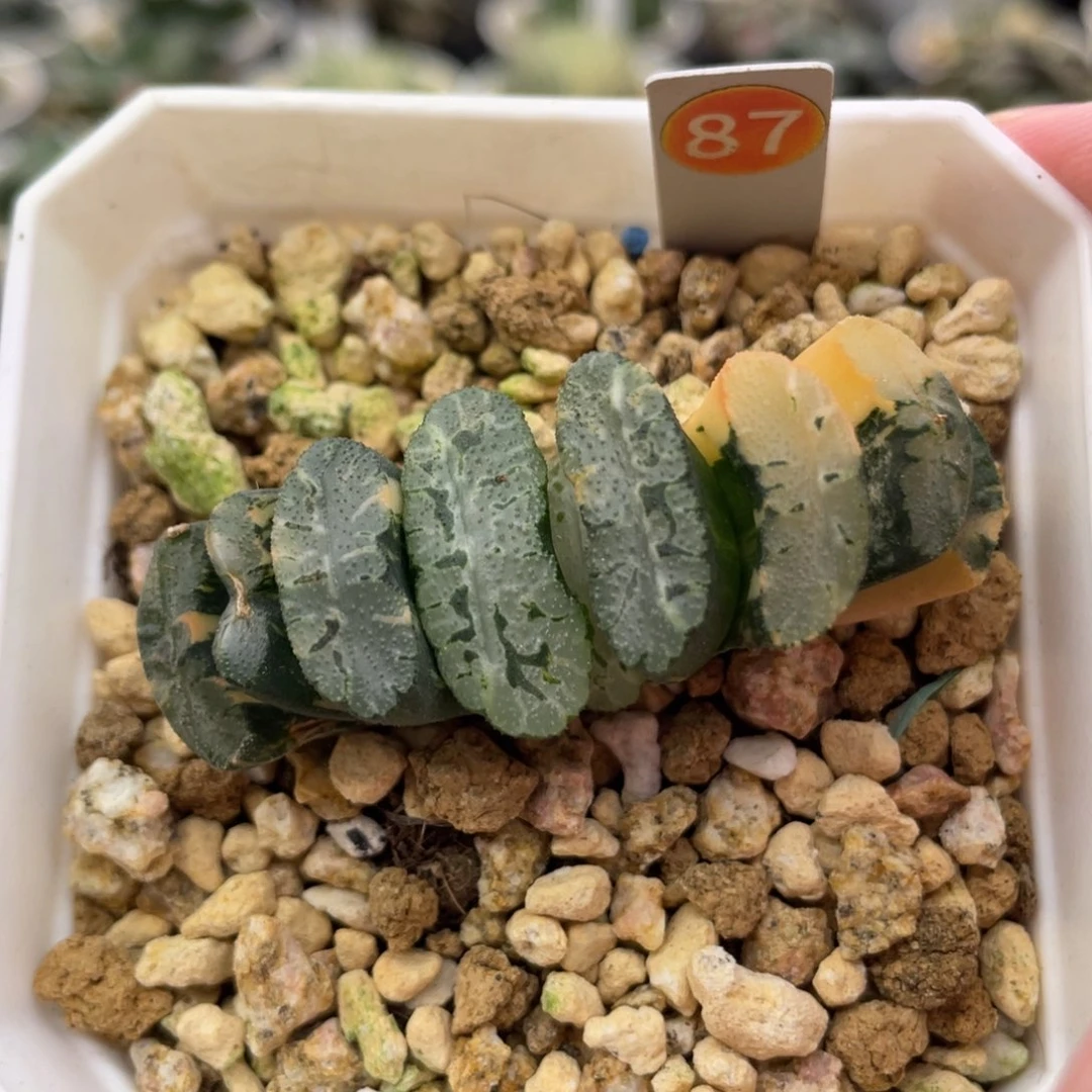 小蔡的菜园87玄武锦