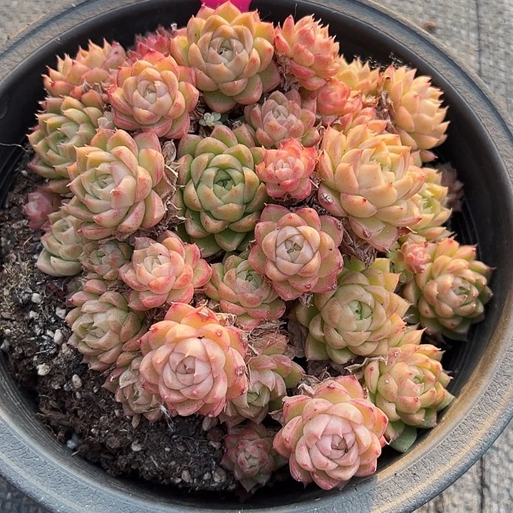 辰***芯大盆红女王   22066号