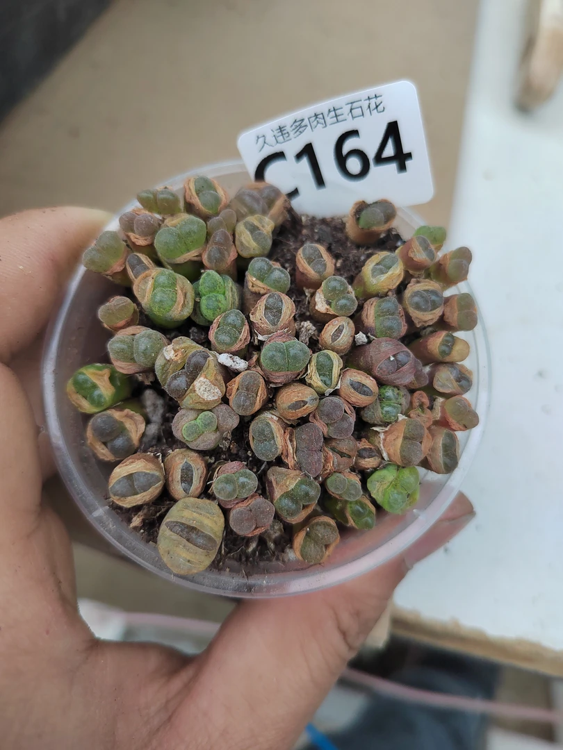 C164号，红蛋糕风铃，肉锥生石花