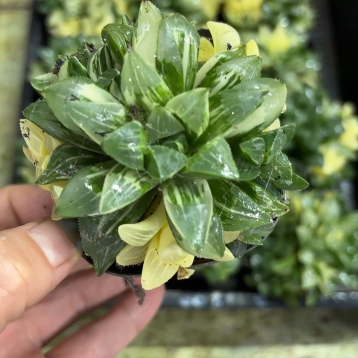 群生姬寿多肉植物