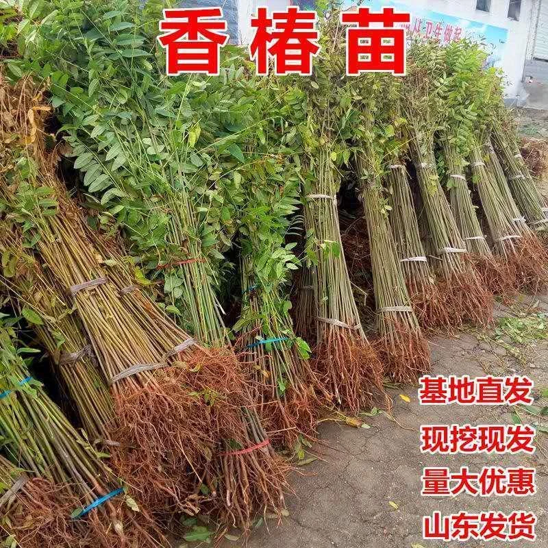新品种香椿苗红油绿油香椿树苗南北方种植盆栽地栽当年采摘苗香春