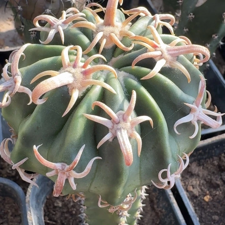 武藏凌波666666666