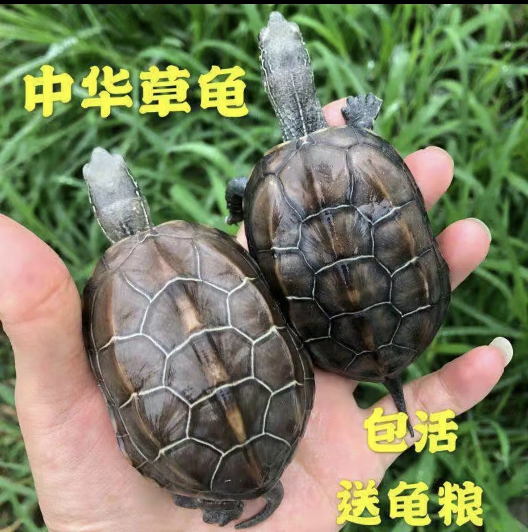 驯养小乌龟包活活体