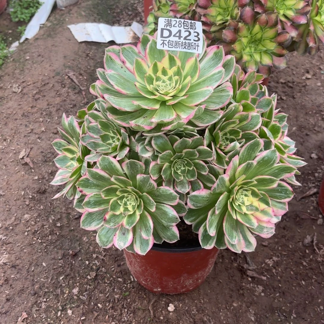 M. 423海王多肉1？cede