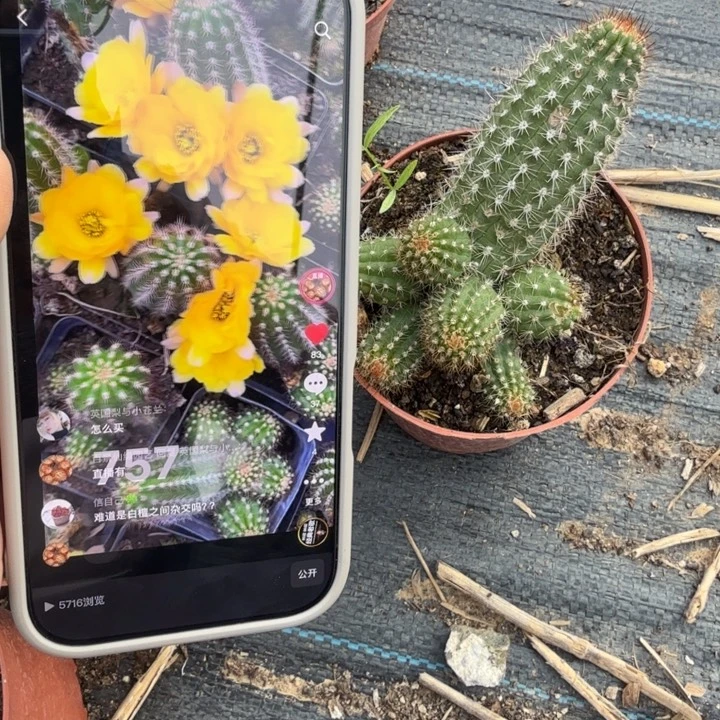 白檀仙人掌757白檀281